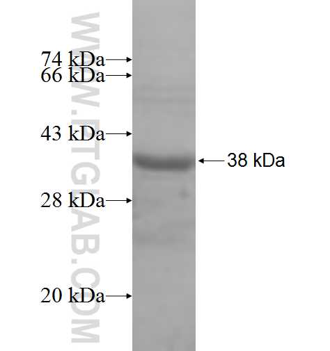 mitoNEET,CISD1 fusion protein ag8680 SDS-PAGE