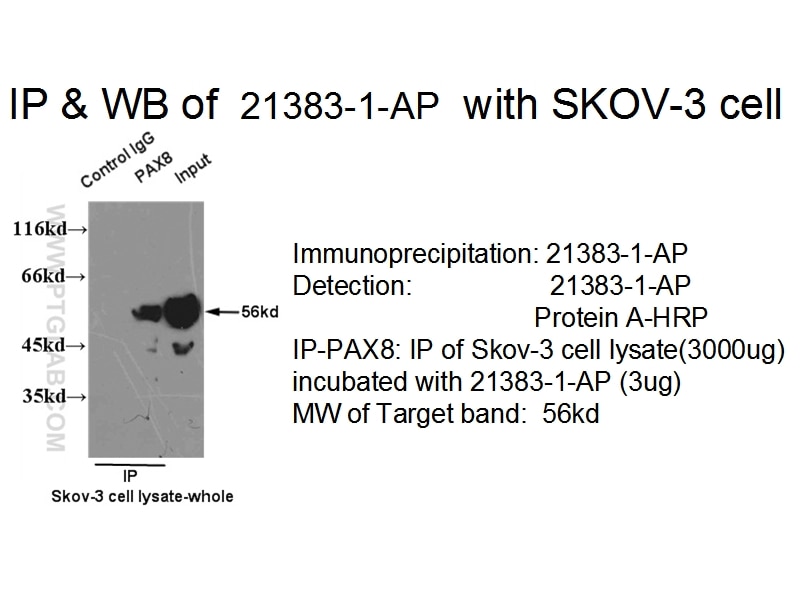 pan-PAX IP 21383-1-AP pan-PAX Antibody 