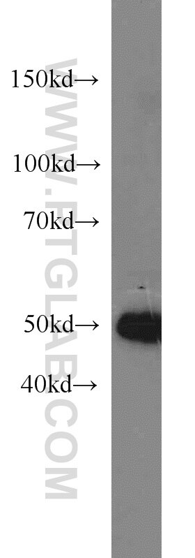pan-PAX western blot WB 21383-1-AP pan-PAX Antibody 