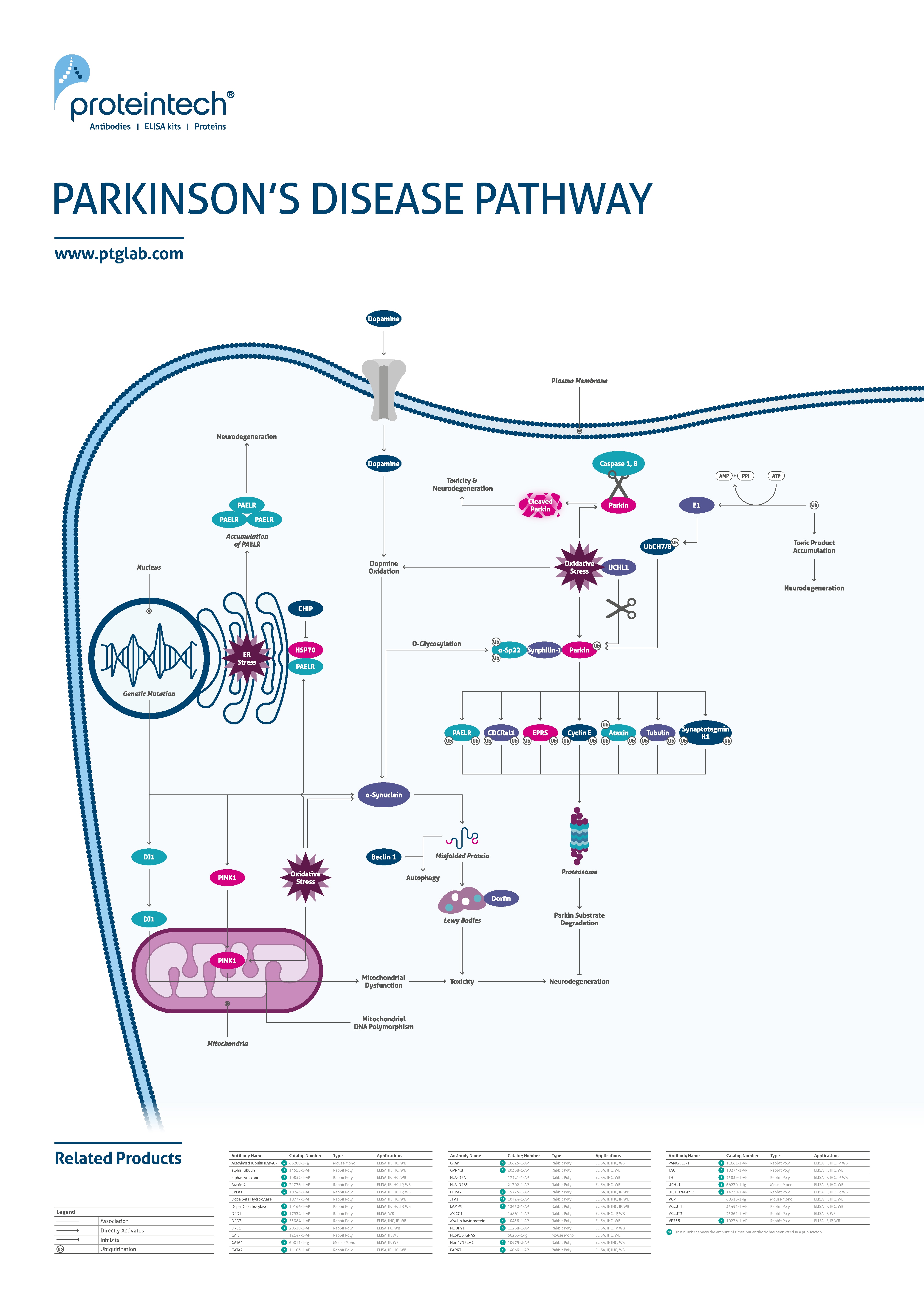 Parkinson's disease pathway poster thumbnail