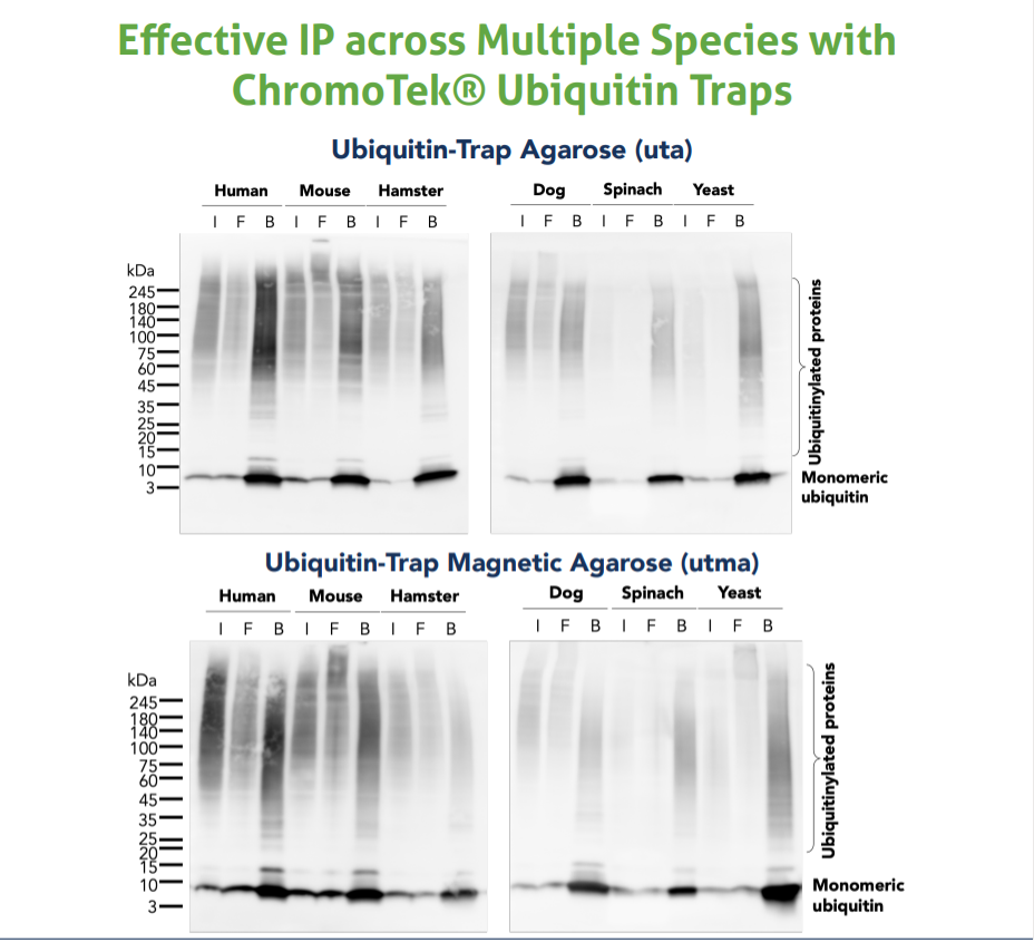 The Ubiquitin-Trap Agarose (uta) and Ubiquitin-Trap Magnetic Agarose (utma) were used to immunoprecipitate endogenous ubiquitin and ubiquitinylated proteins from human (HEK293T), mouse (C2C12), hamster (CHO), dog (MDCK), spinach (spinacia oleracea), and baker’s yeast (Saccharomyces cervisiae) cells treated with MG-132. For each IP, samples of the input lysate (I), non-bound flow-through (F), and bound (B) fractions were analyzed using western blot. Ubiquitin recombinant antibody (80992-1-RR) and HRP-conjugated Affinipure Goat Anti-Rabbit (H+L) (SA00001-2) were used in the western blot analysis.