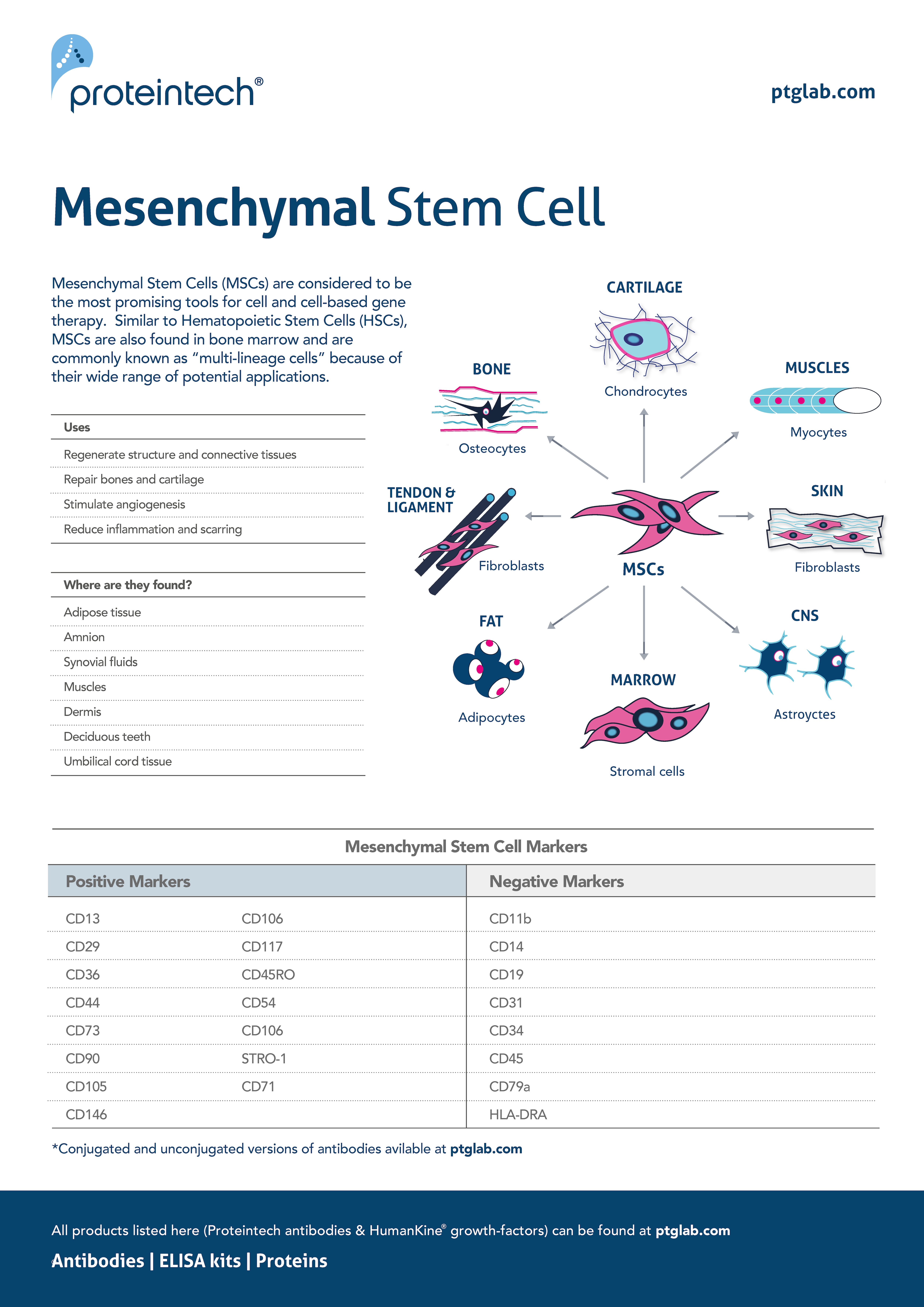 Mesenchymal stem cells poster thumbnail