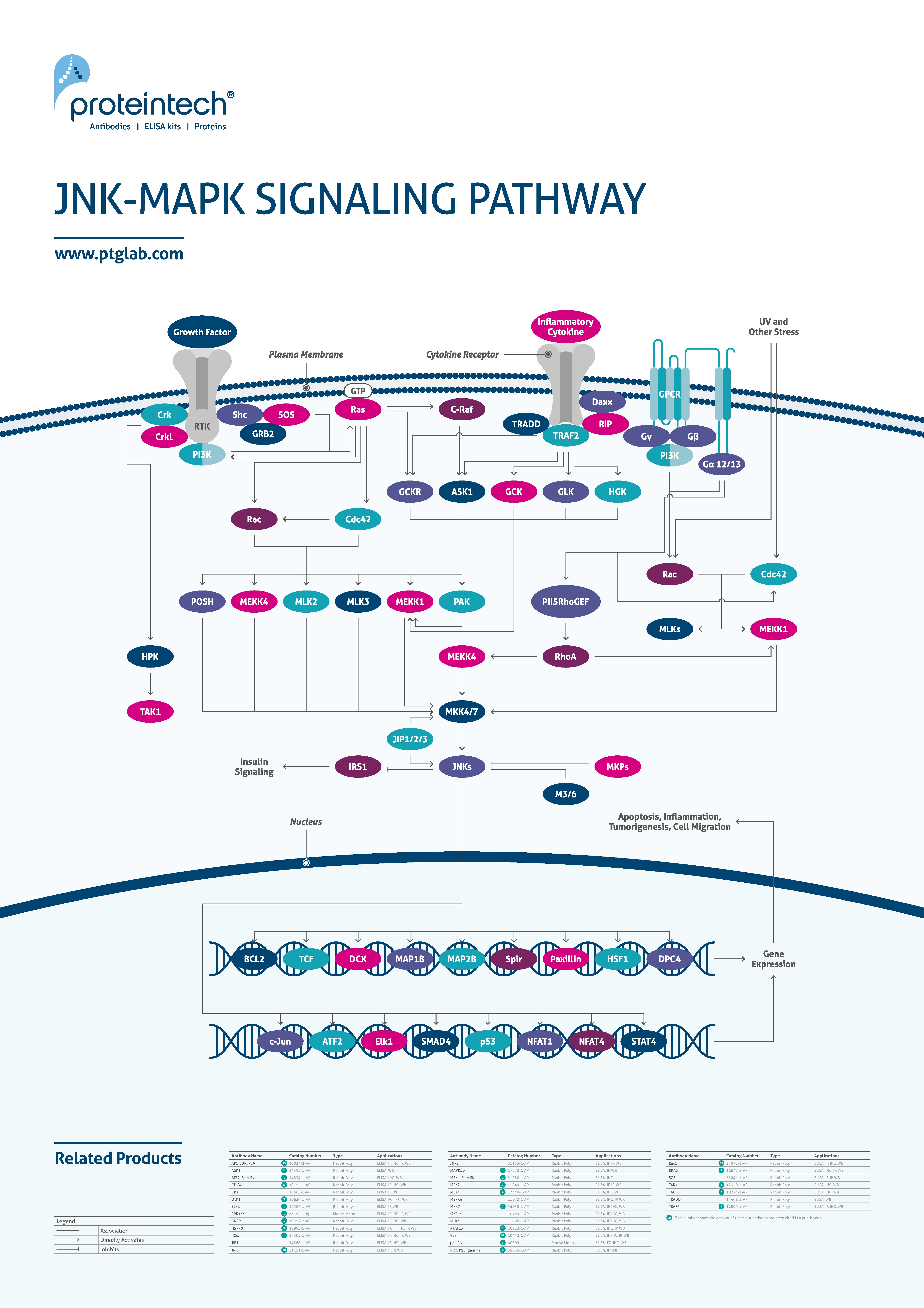 JNK-MAPK signaling poster thumbnail