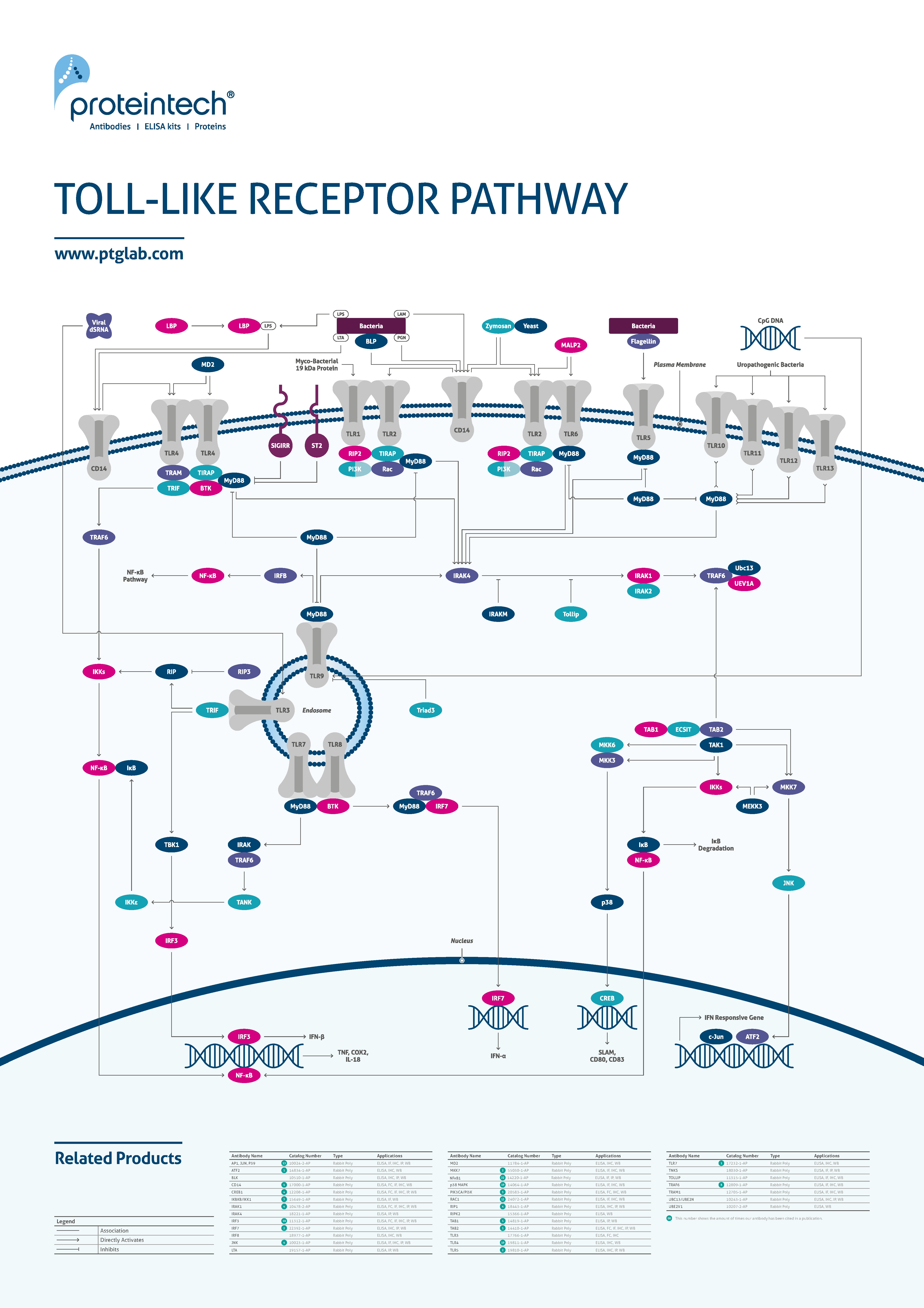 Toll-like receptor pathway poster thumbnail