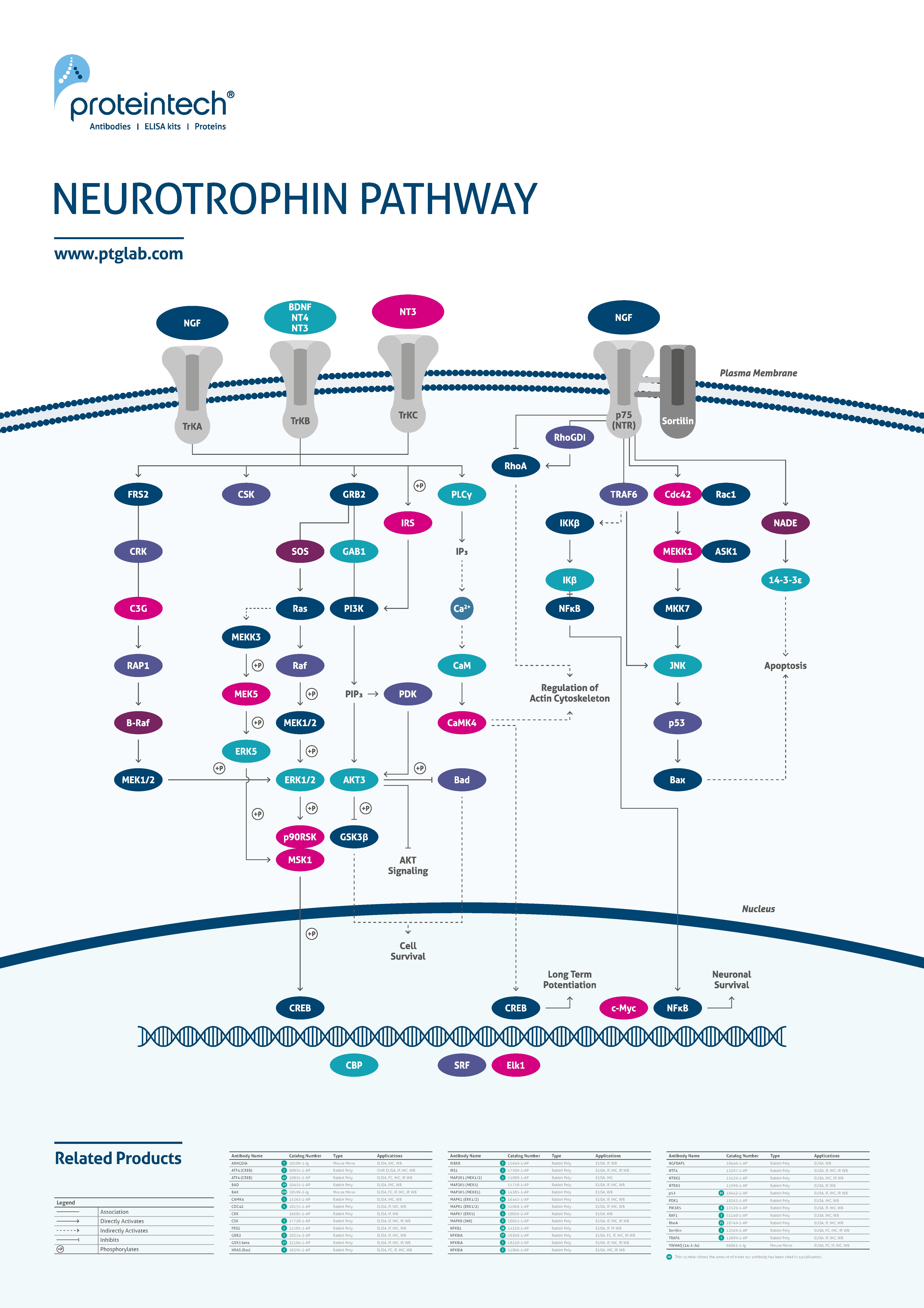 Neurotrophin pathway poster thumbnail