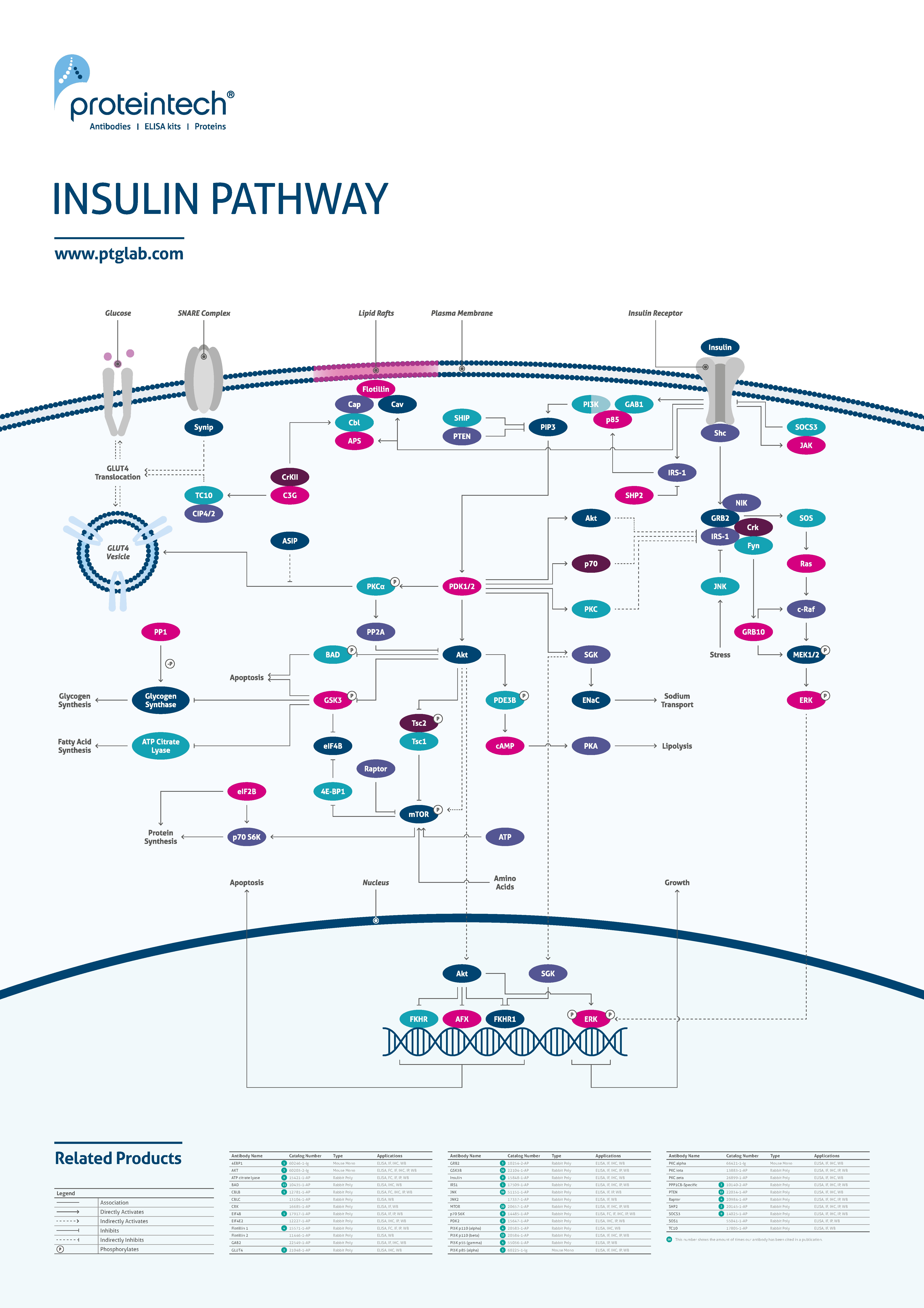 Insulin pathway poster thumbnail