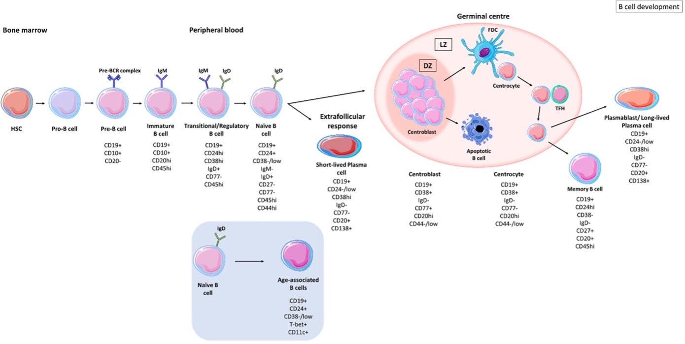 Graphic of cells and markers depicting the stages of b cell development