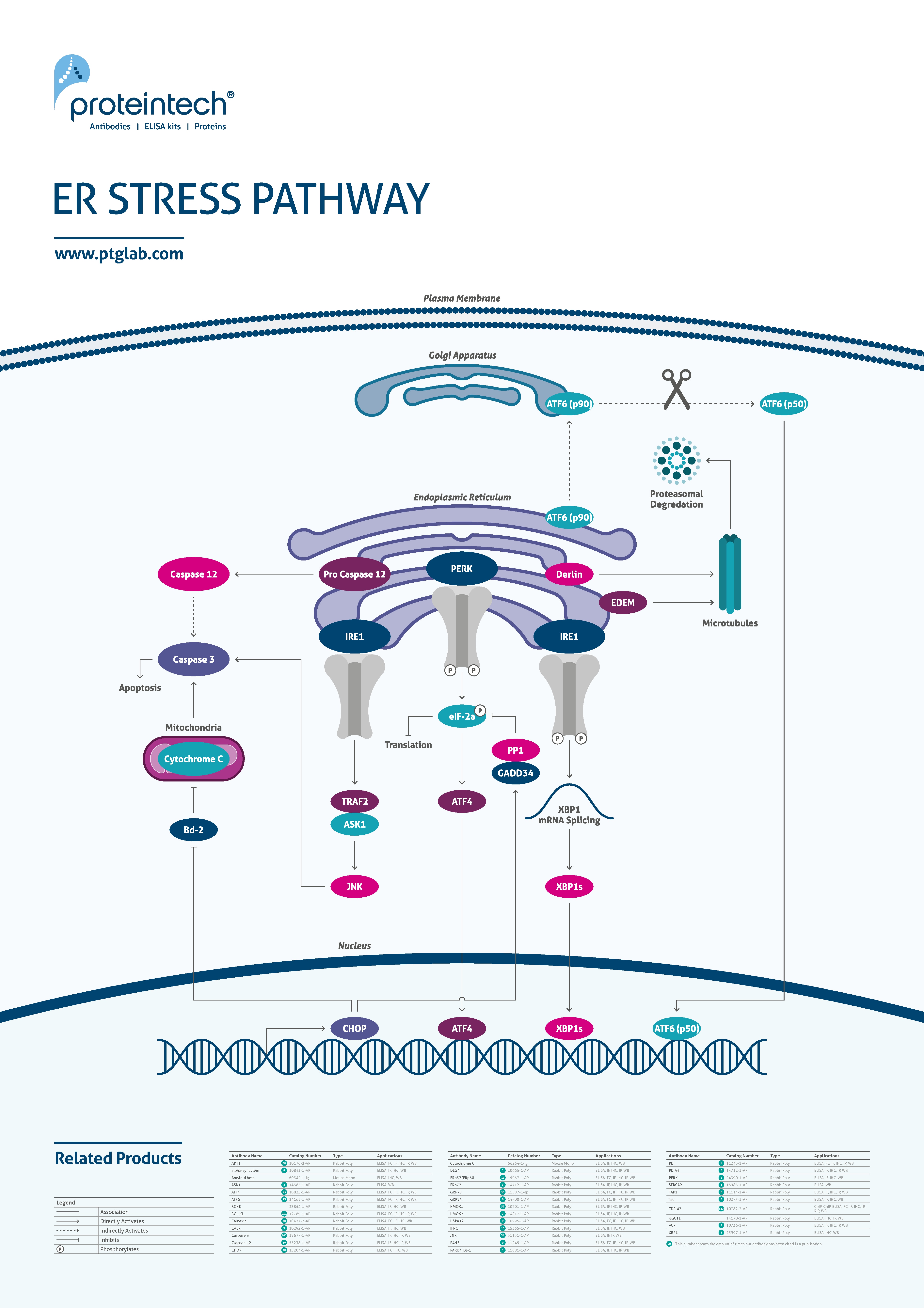 ER stress pathway poster thumbnail