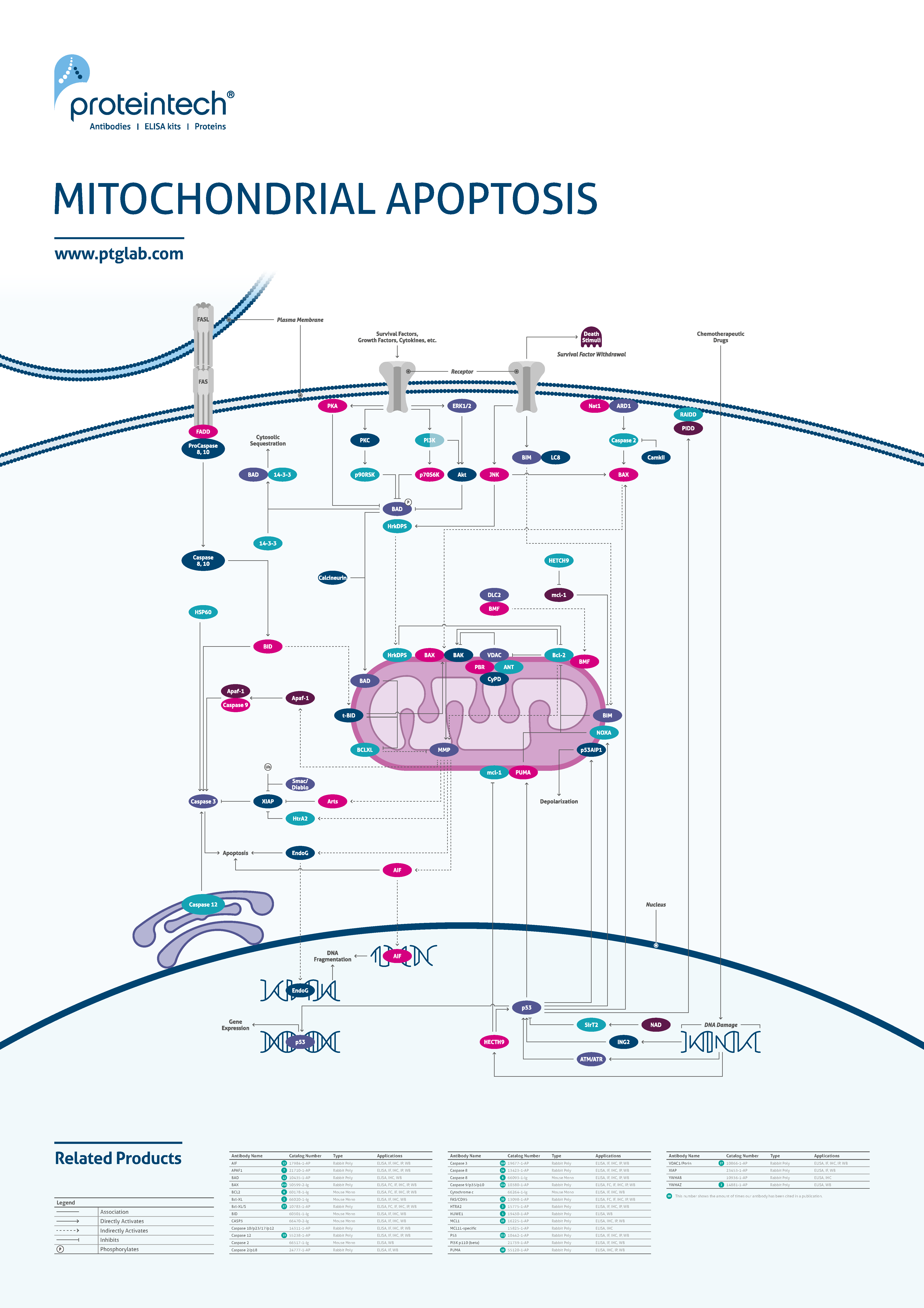 Mitochondrial apoptosis poster thumbnail