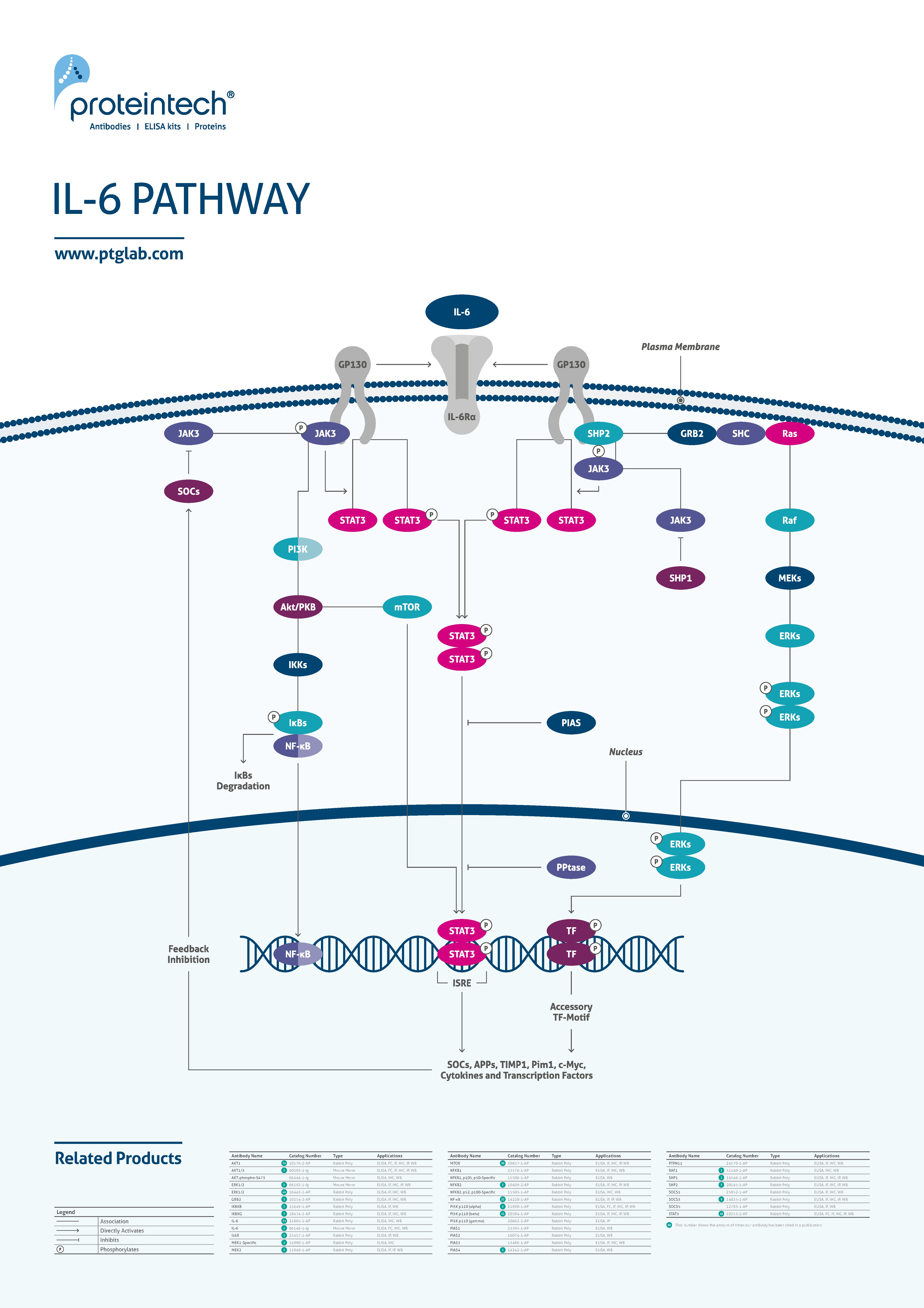 IL-6 pathway poster thumbnail