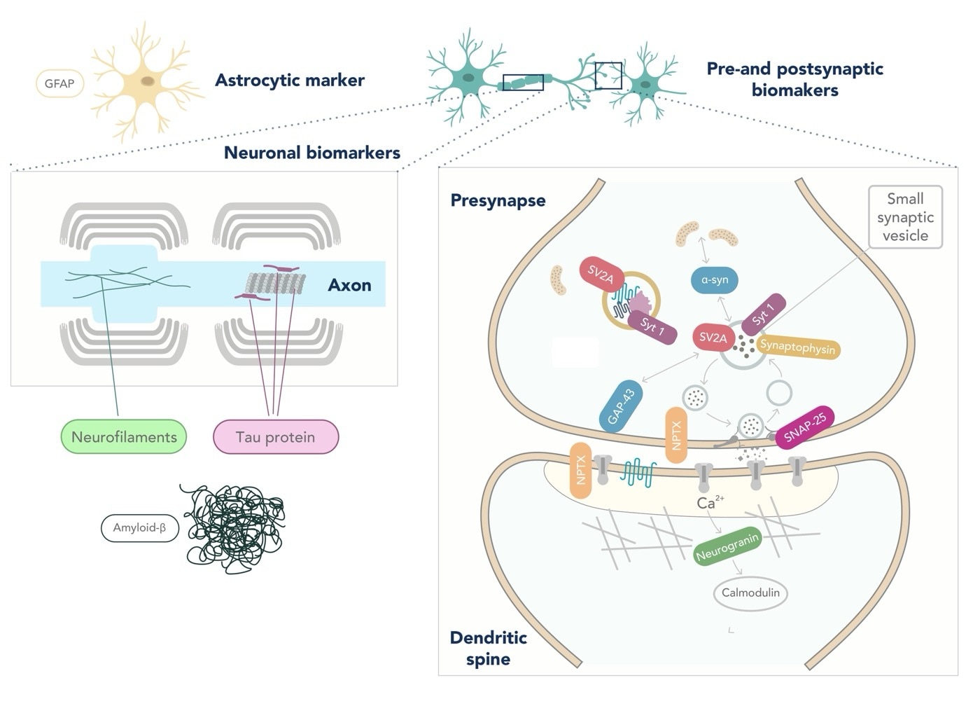 Graphic depicting a neuron and synapse with labels for popular neurodegeneration biomarkers.