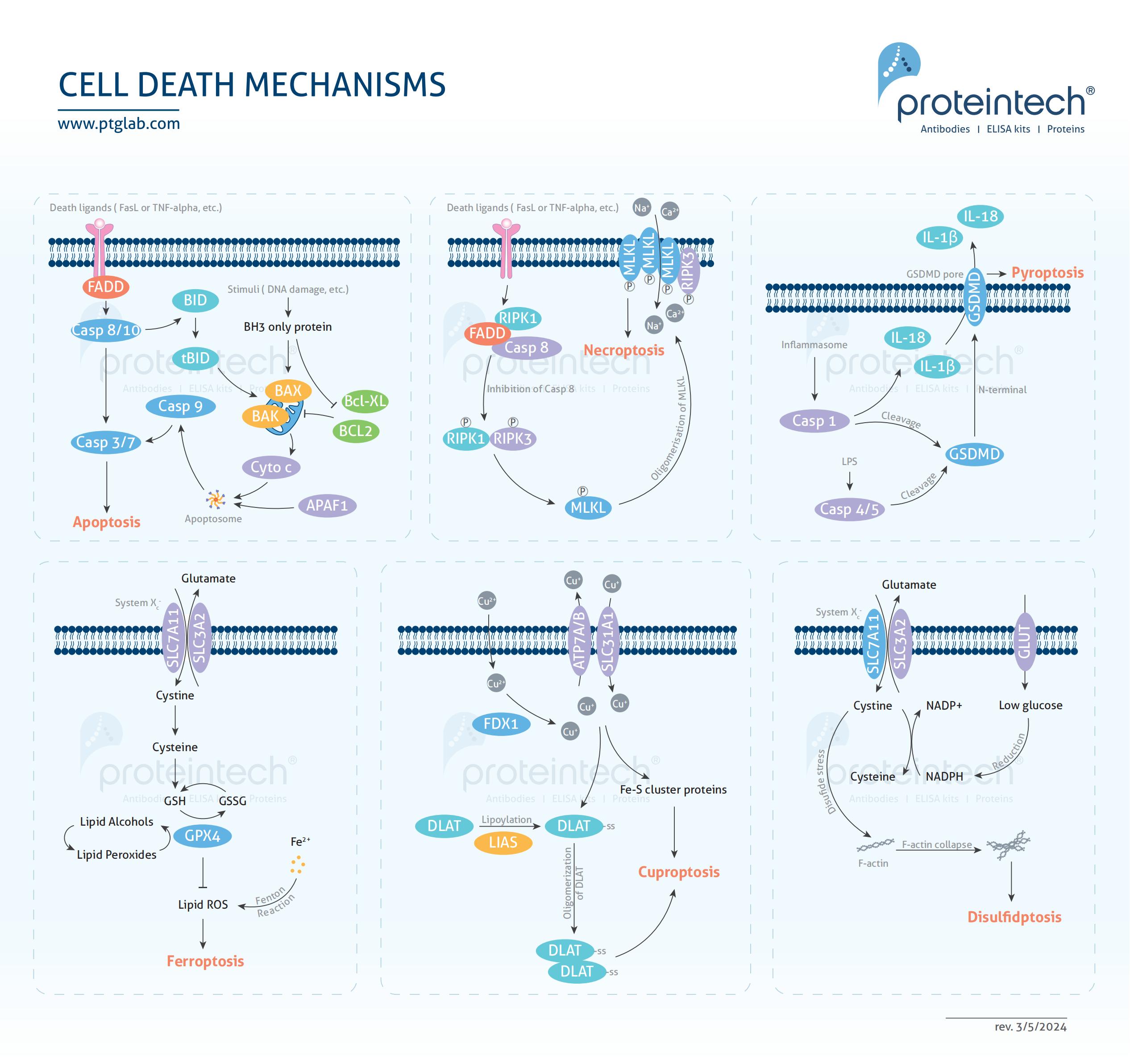 Cell Death Mechanisms pathway poster thumbnail