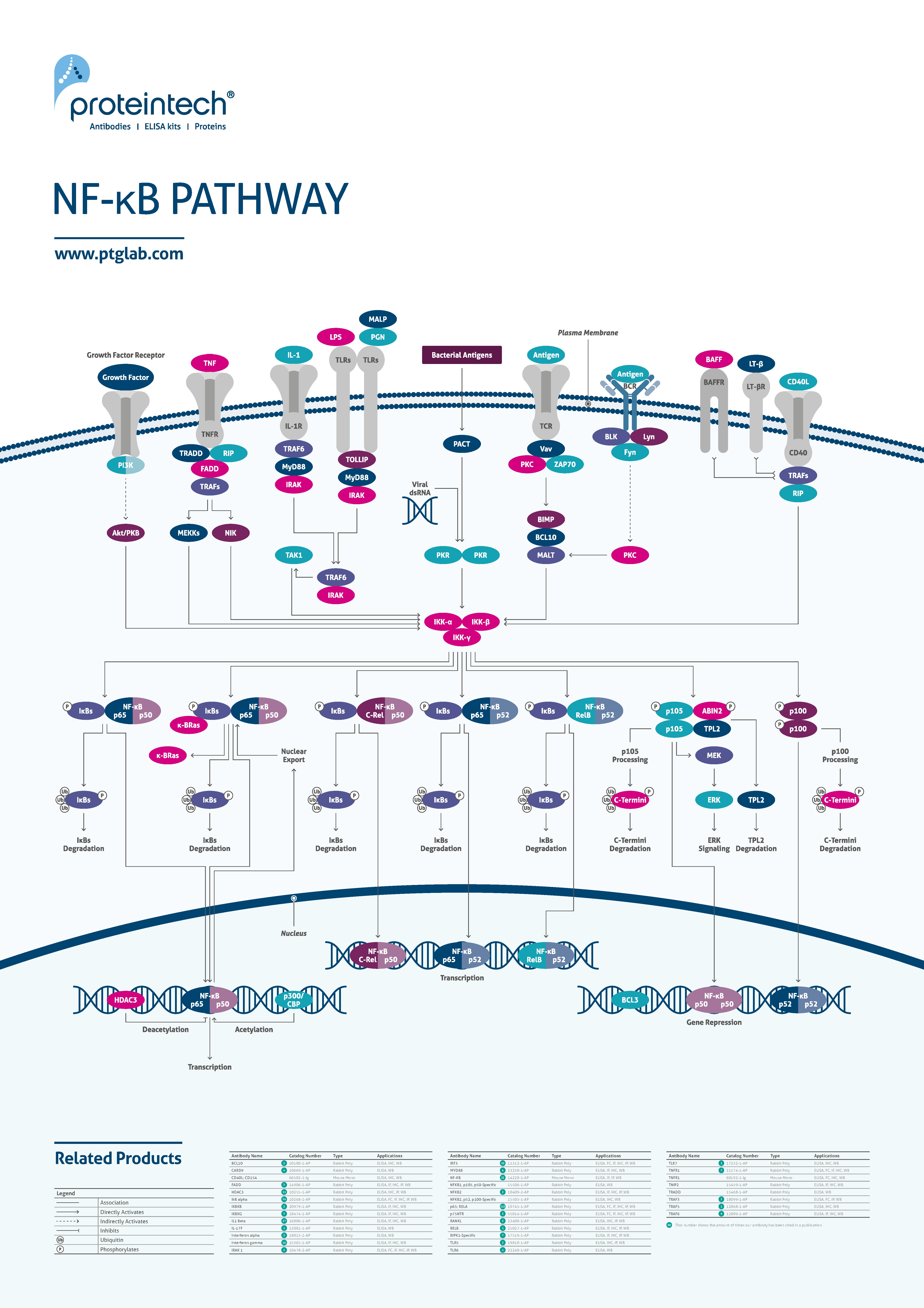NF-KB pathway poster thumbnail