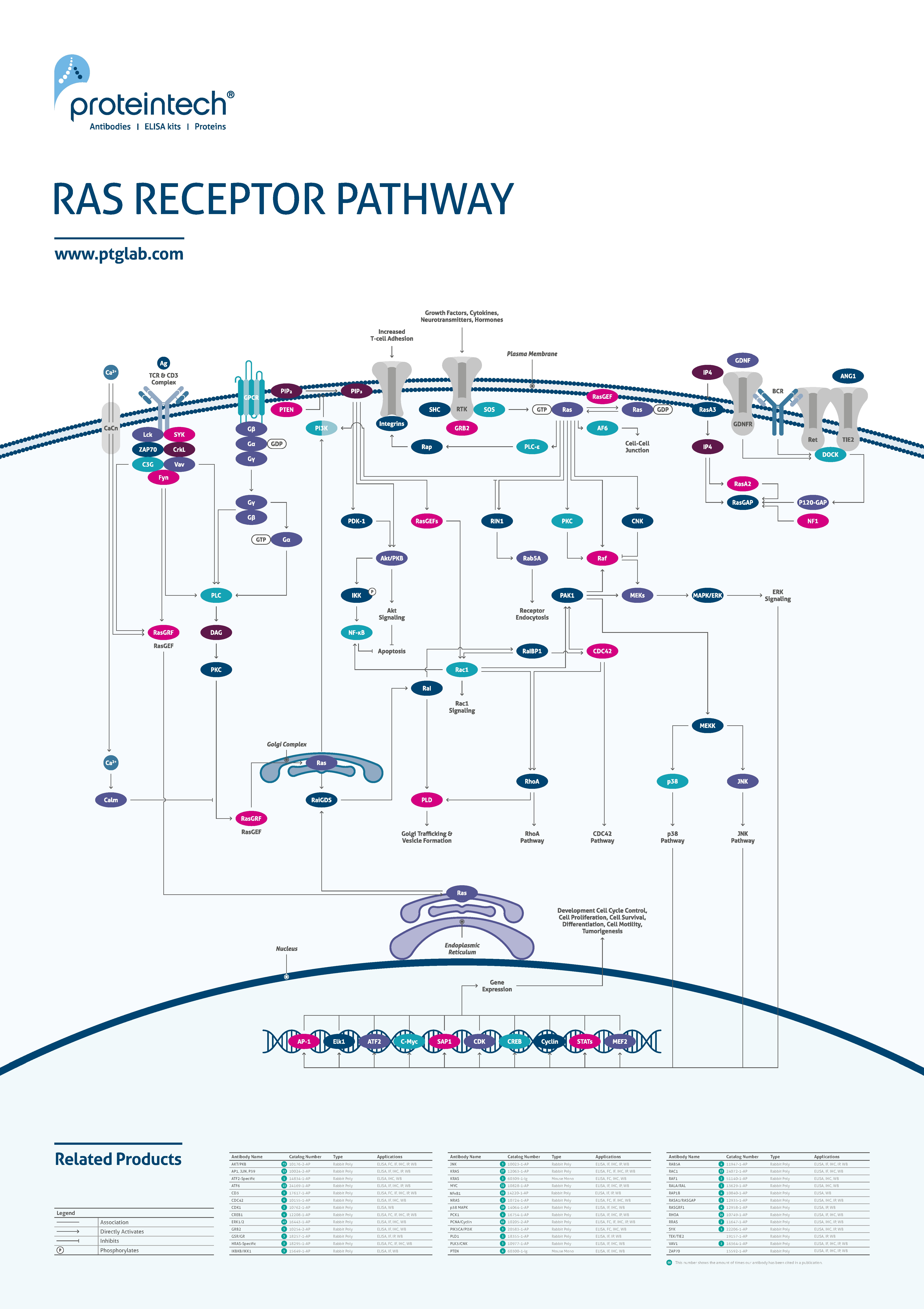 RAS receptor pathway poster thumbnail