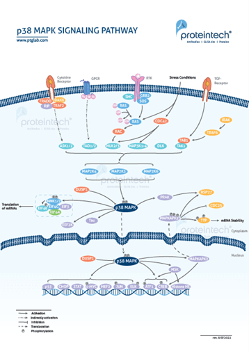 Proteintech p38 mapk signaling pathway