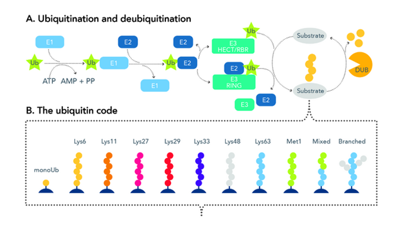 Diagram detailing the process of ubiquitination and deubiquitination.