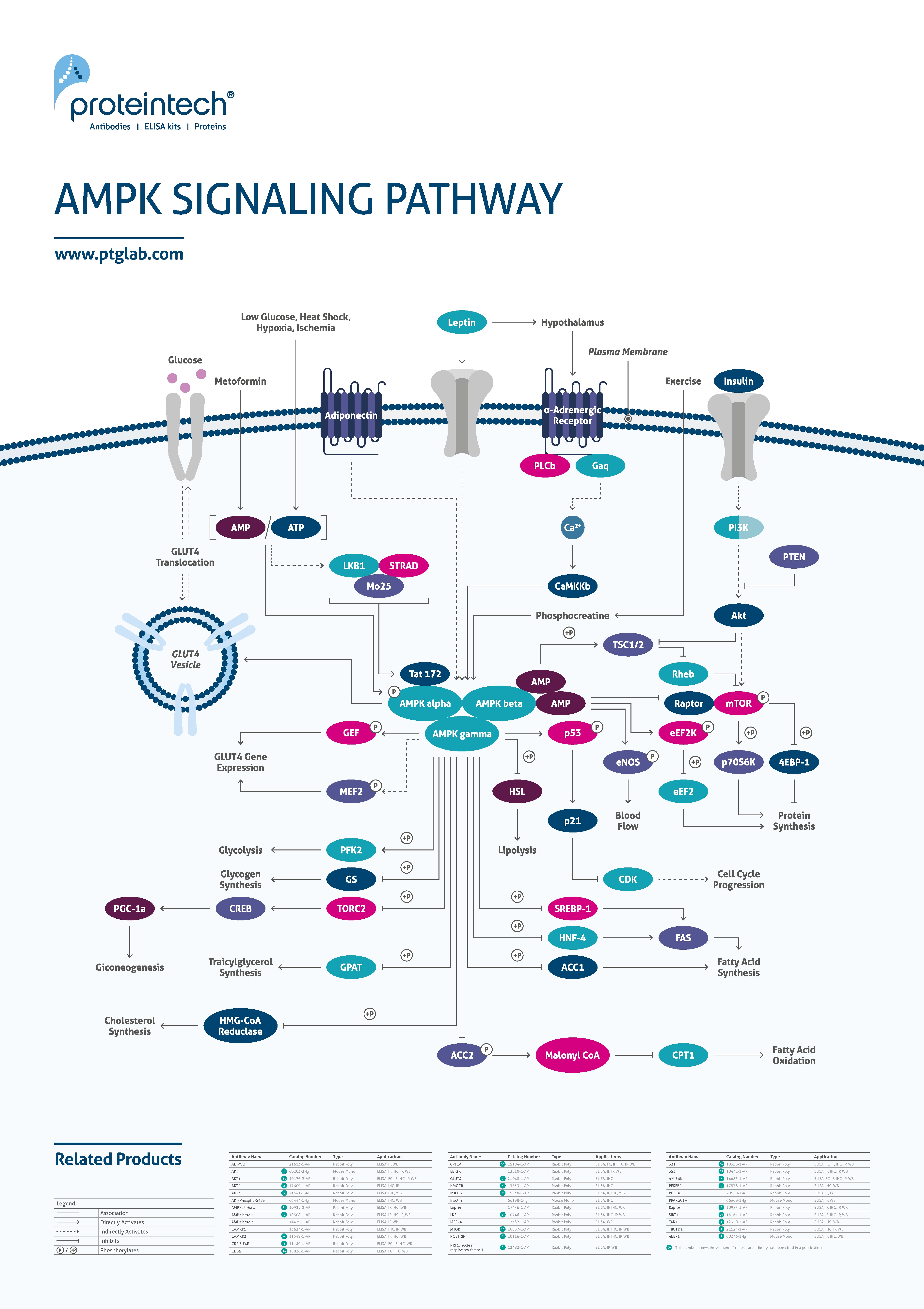 AMPK pathway poster thumbnail