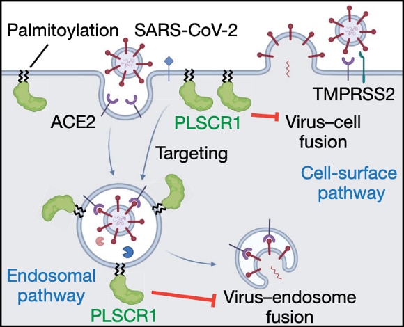 graphical schematic of a mammalian cell membrane detailing the endosomal and cell-surface entry pathways of SARS-CoV-2, and its involvement with PLSCR1.