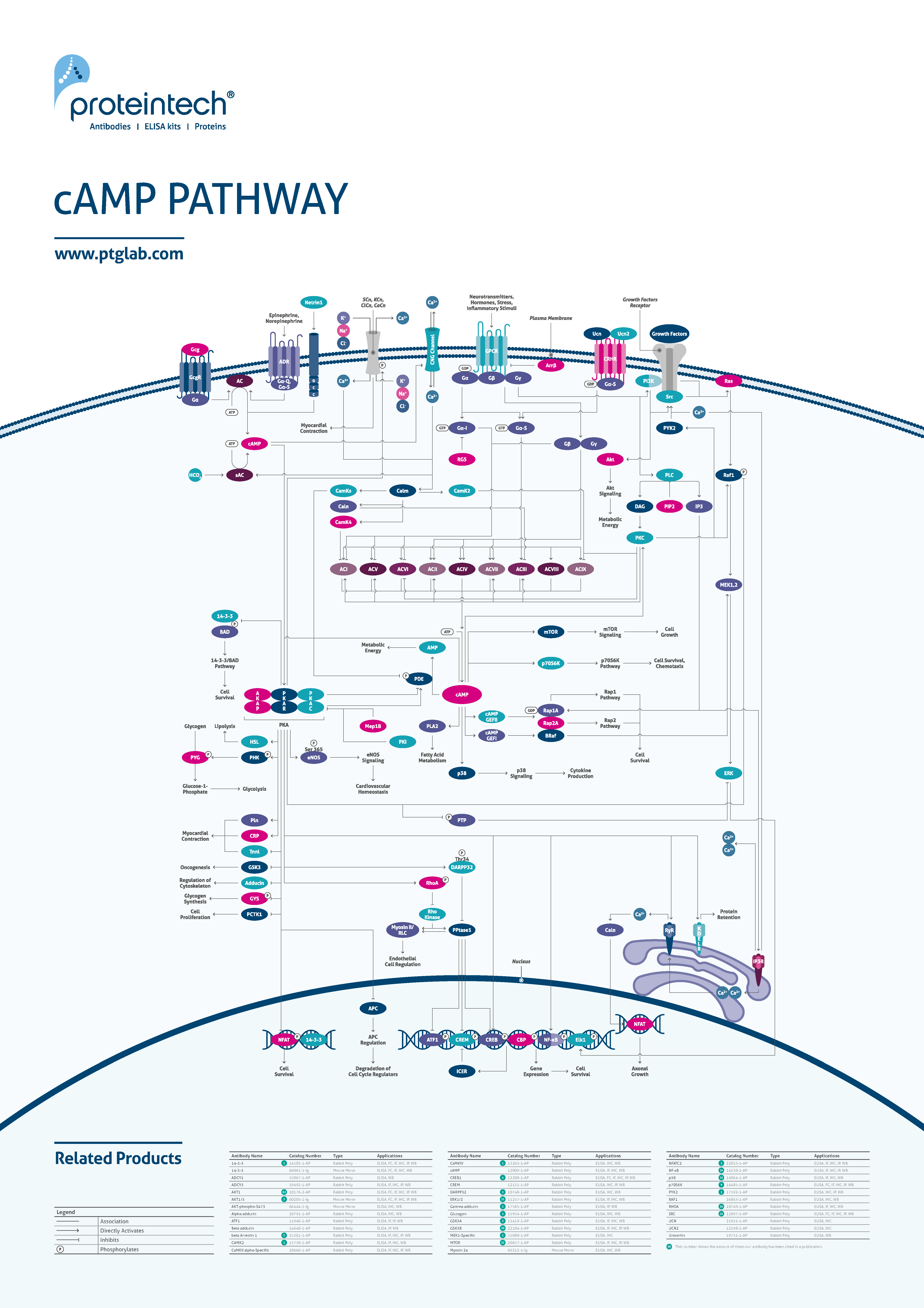 cAMP pathway poster thumbnail