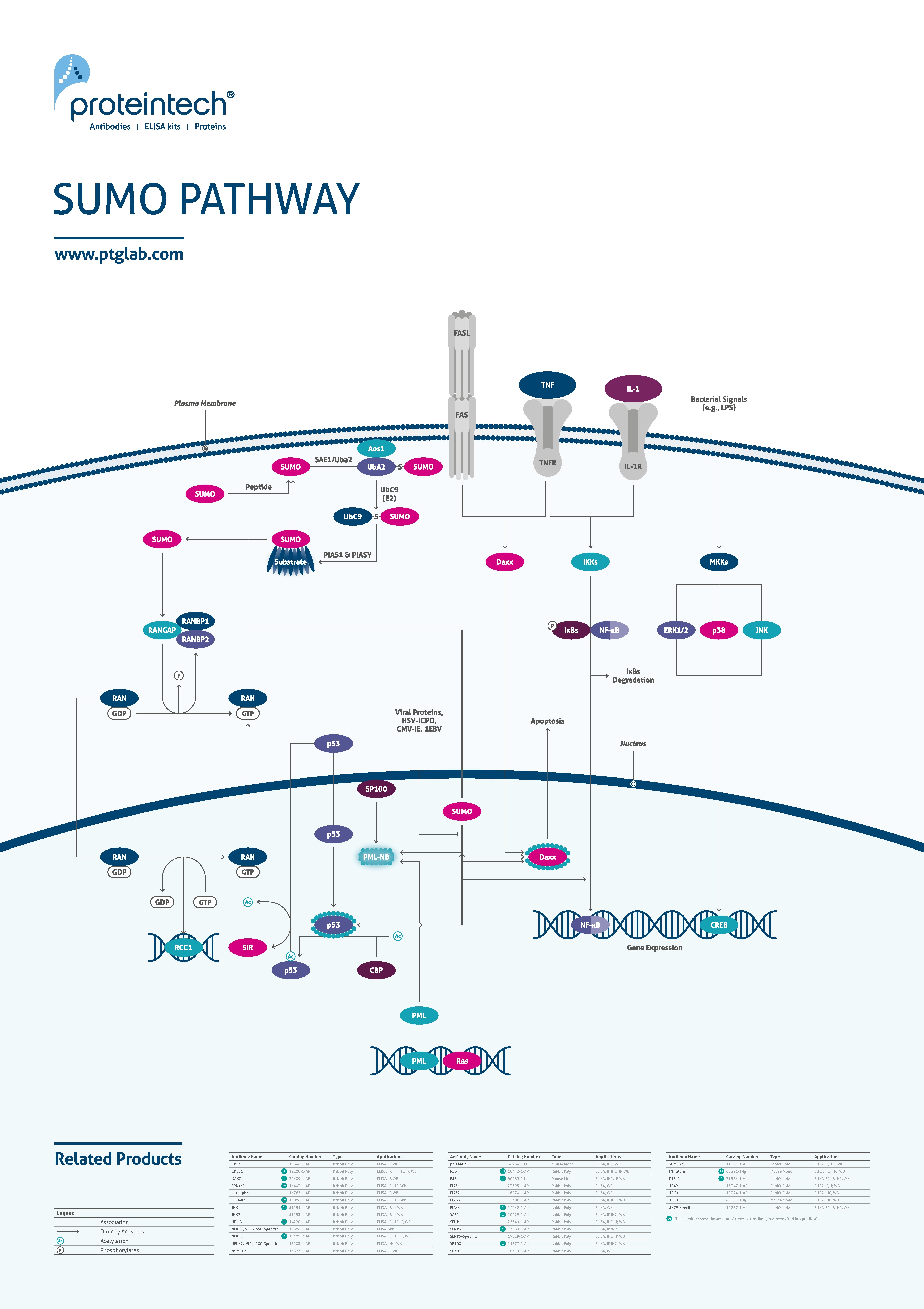 SUMO pathway poster thumbnail