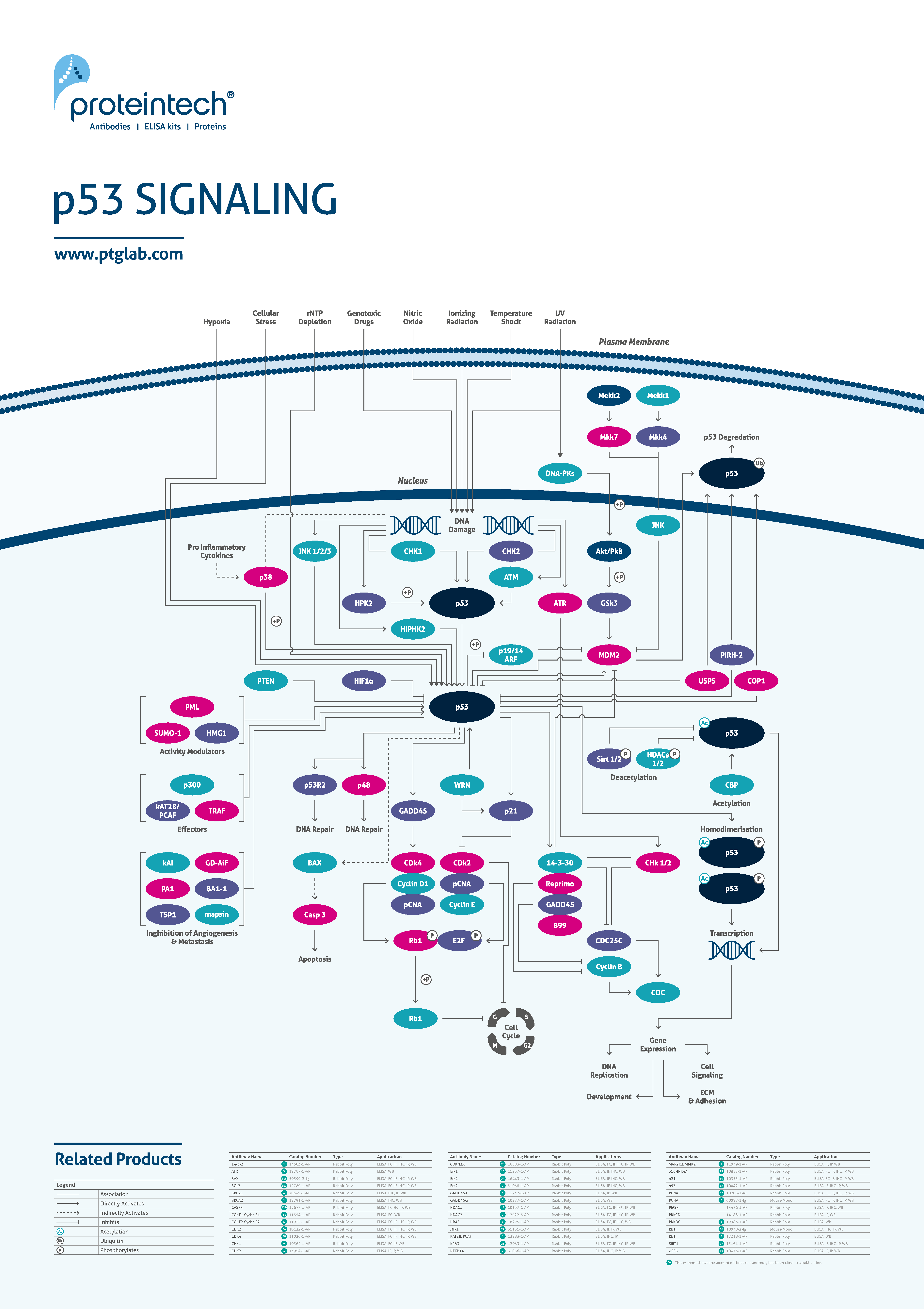 p53 signaling poster thumbnail