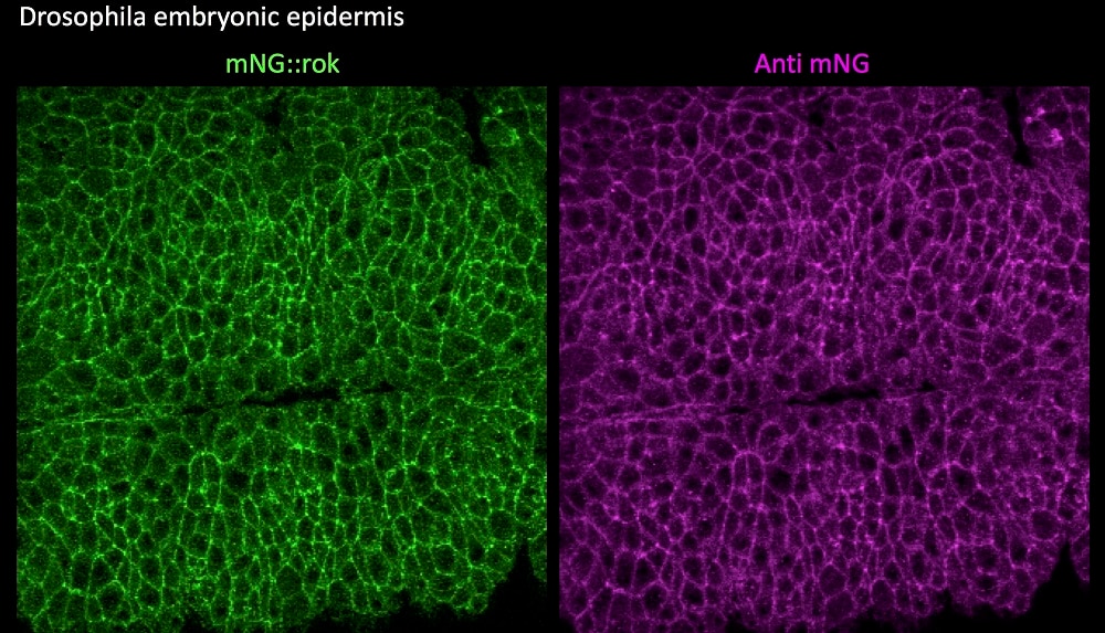 Immunostaining of Drosphila embryos expressing an mNeonGreen tagged protein. Left mNeonGreen, right anti-mNeonGreen antibody 32F6. Corutesy Clara Sidor, MRC-LMB