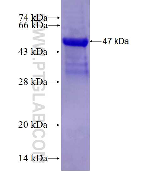 ENG fusion protein Ag27822 SDS-PAGE