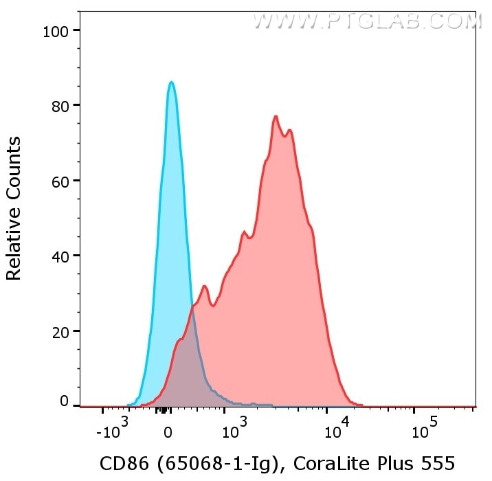 1X10^6 of LPS treated mouse splenocytes were surface stained with rat anti-Mouse CD86 (65068-1-Ig, Clone: GL1, red) or rat IgG2a isotype control (65209-1-Ig, blue) labeled with FlexAble CoraLite® Plus 555 for Rat Kappa Light Chain (KFA122). Cells were not fixed.