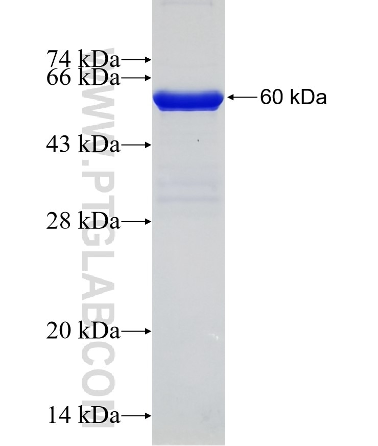 IL-1 beta fusion protein Ag10295 SDS-PAGE
