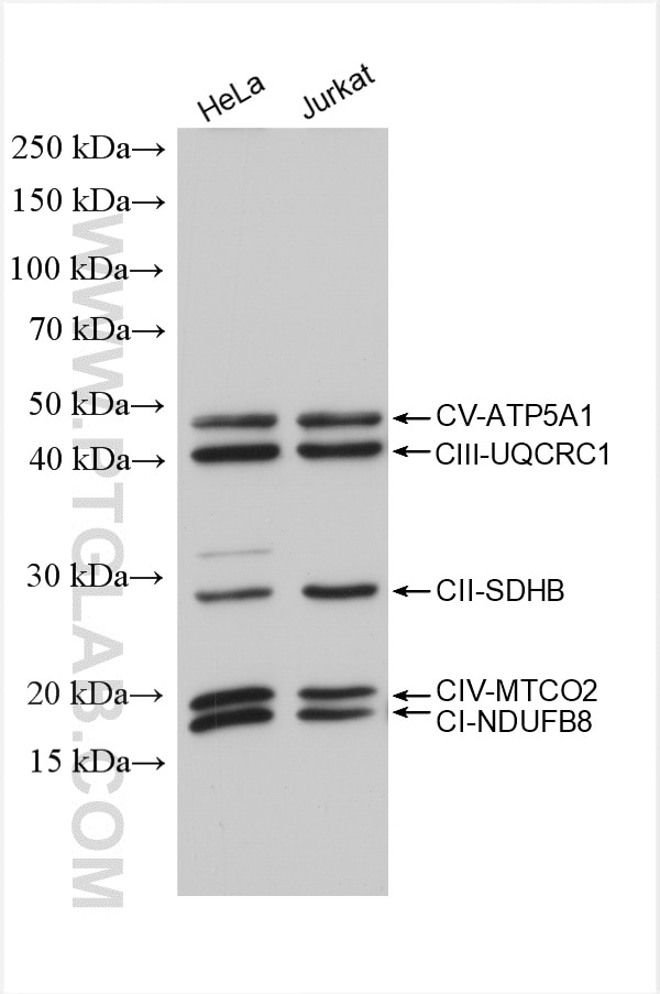 Various lysates were subjected to SDS PAGE followed by western blot with OXPHOS antibodies at dilution of 1:4000 incubated at room temperature for 1 hours.