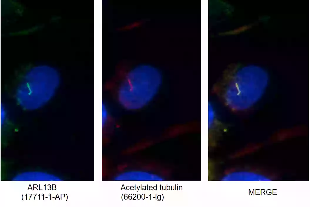 Immunofluorescence (IF) staining of MDCK using ARL13B Polyclonal antibody
