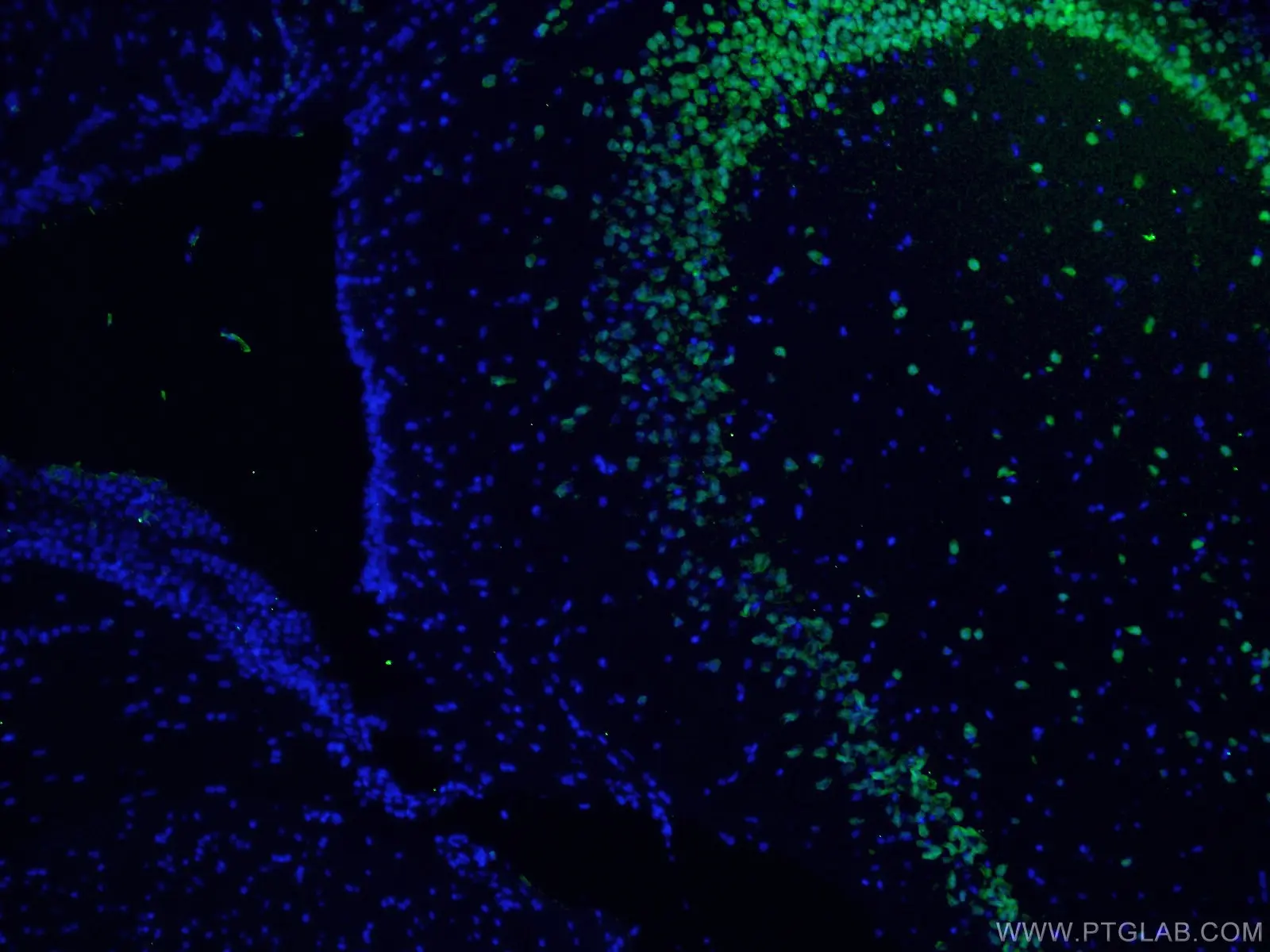 Immunofluorescent analysis of (4% PFA) fixed mouse brain tissue using 26975-1-AP (NeuN antibody)