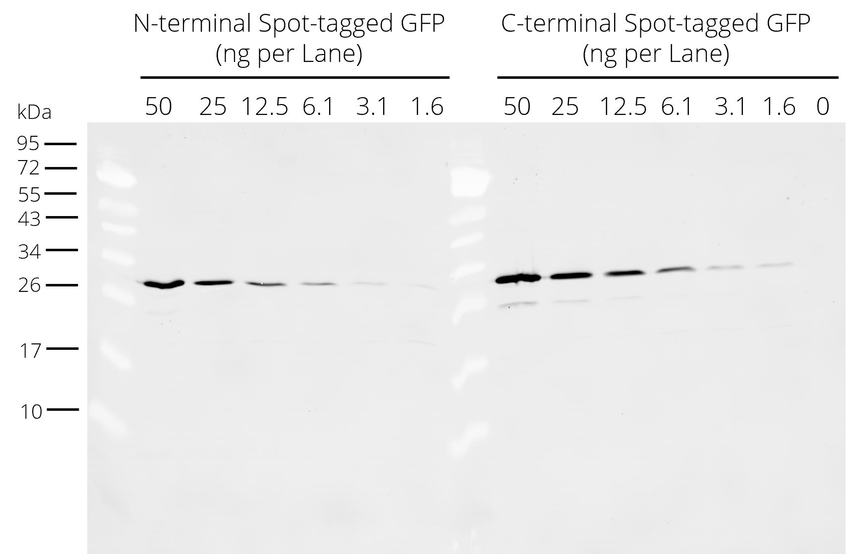 Western blot analysis of N- and C-terminal Spot-tagged GFP added to HEK- 293T cell lysate. Detection with Spot-tag® antibody [28A5] (28a5, ChromoTek) 1:5,000 and Nano-Secondary® alpaca anti-mouse IgG1, recombinant VHH, Alexa Fluor® 488 [CTK0103, CTK0104] (sms1AF488-1, ChromoTek) 1:5,000. Western blot membrane was incubated simultaneously with the primary antibody and Nano-Secondary® (one-step staining).