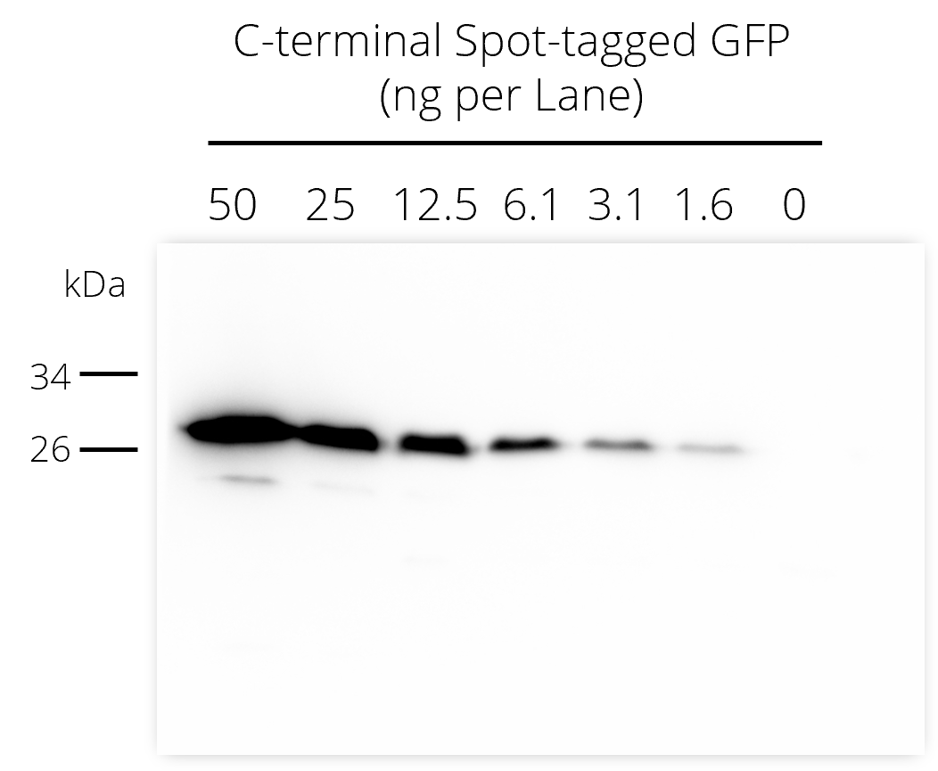 Western blot analysis of C-terminal Spot-tagged GFP added to HEK-293T cell lysate. Detection with Spot-tag® antibody [28A5] (28a5, ChromoTek) 1:5,000 and anti-mouse secondary antibody HRP 1:1,000.