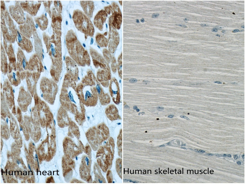 images Cardiac Muscle Under Microscope 40X actc1 specific antibody 66125 1 ig