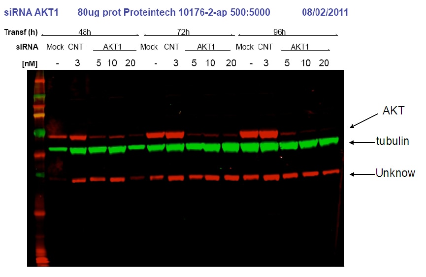 AKT Antibody WB HeLa cells 10176-2-AP