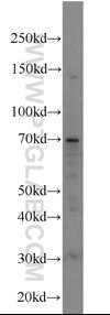 ATG16L1 antibody validated in Western Blot