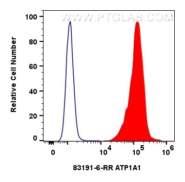 ATP1A1 antibody (831916RR) Proteintech
