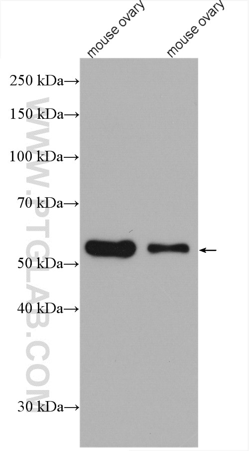 acetylated Tubulin(Lys40) Antibody WB mouse ovary tissue 66200-1-Ig