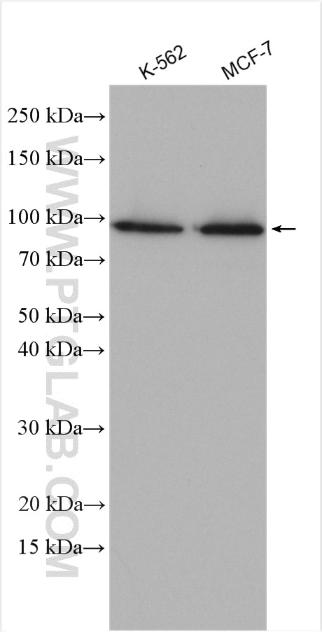 Calnexin Antibody WB K-562 cells 10427-2-AP