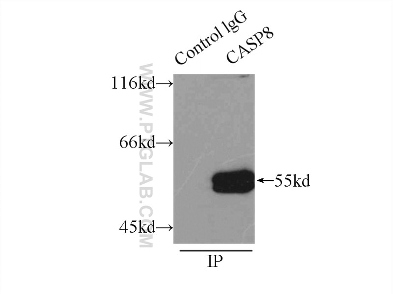 Caspase 8/p43/p18 Antibody IP HeLa cells 13423-1-AP