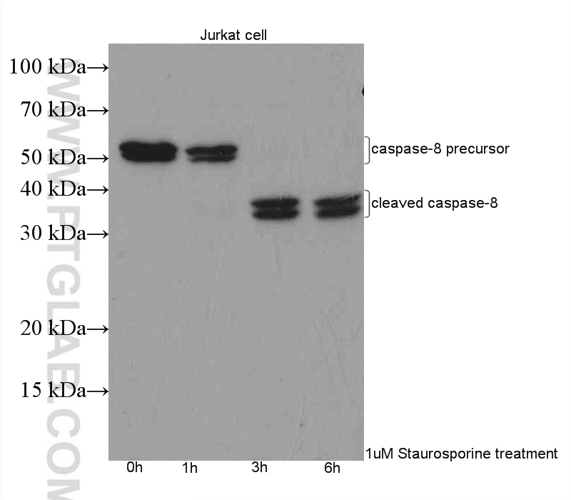 Caspase 8/p43/p18 Antibody WB Staurosporine treated Jurkat cells 13423-1-AP