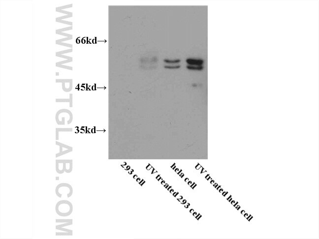 Caspase 8/p43/p18 Antibody WB UV treated Hela 13423-1-AP