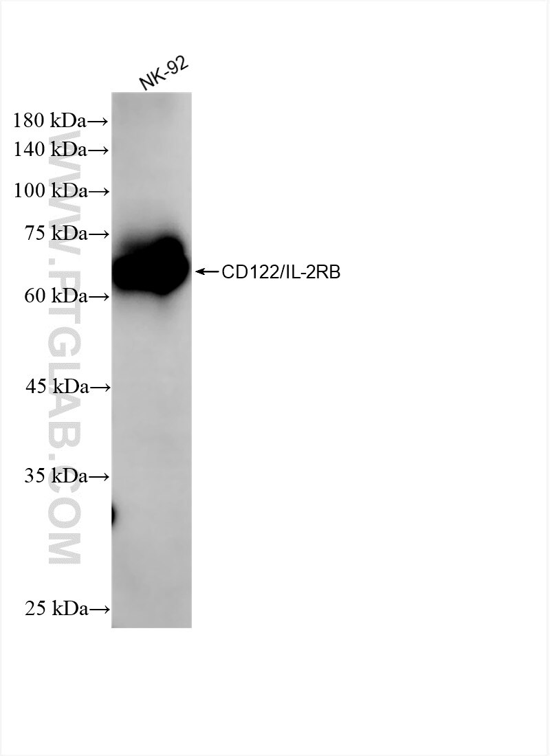 84389-2-RR