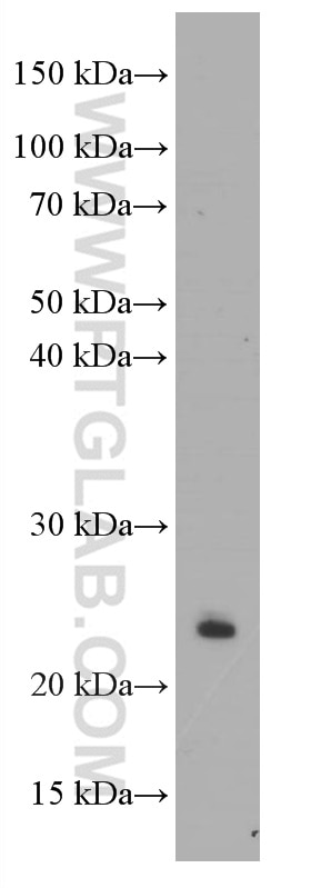 60194-1-IG