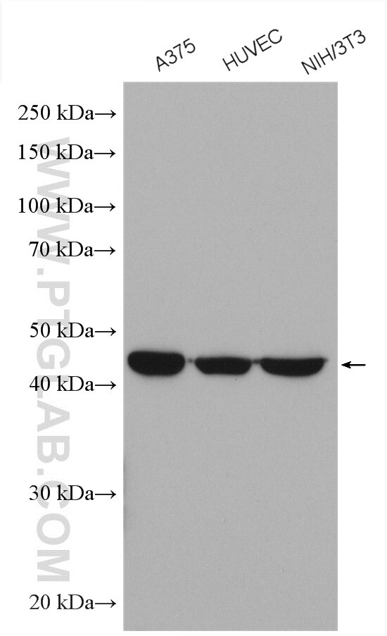 Cathepsin B Antibody WB A375 cells 12216-1-AP