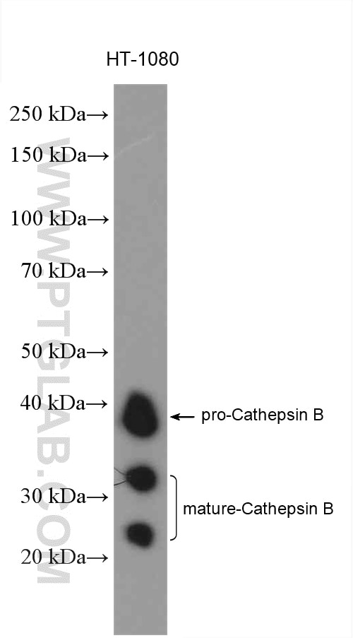 Cathepsin B Antibody WB HT-1080 cells 12216-1-AP
