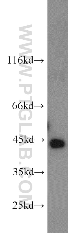 Cathepsin B Antibody WB mouse brain tissue 12216-1-AP