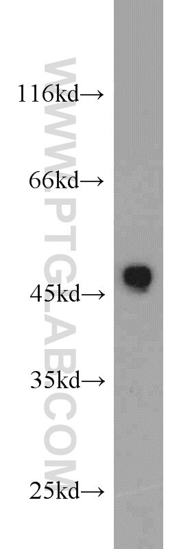 CX3CR1 Antibody WB SH-SY5Y cells 13885-1-AP