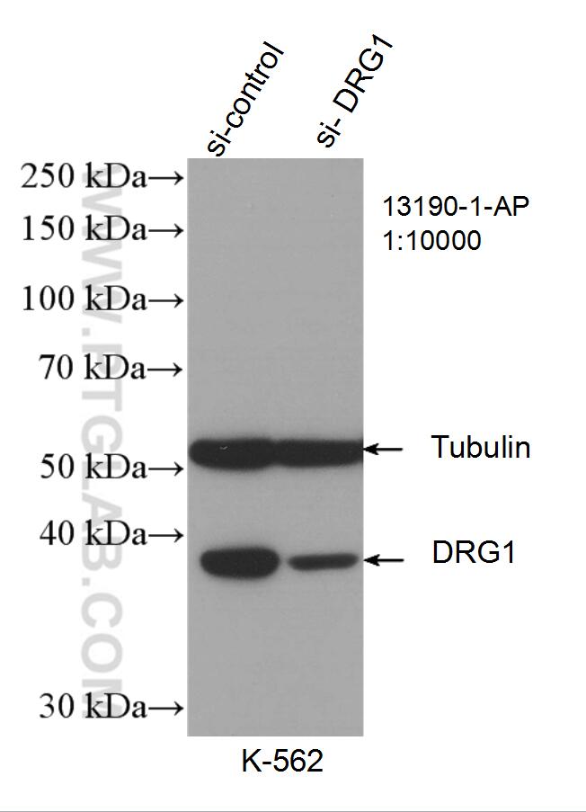DRG1-Antibody-13190-1-AP-WB-127981.jpg